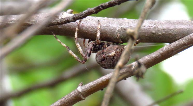 Araneus angulatus  - Portogallo